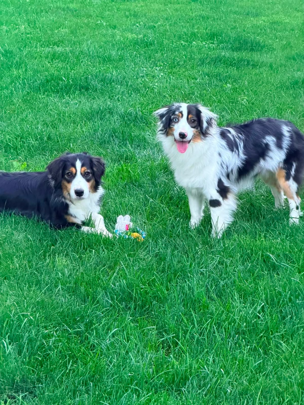 Onyx, a black tri Miniature American Shepherd, lying in the grass with a toy, and Opal, a blue merle, standing beside him
