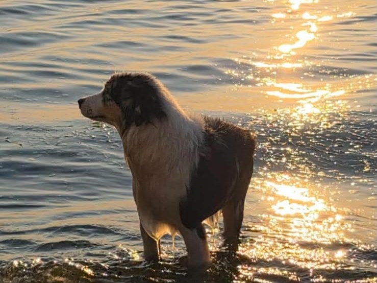 Rivendell, a blue merle Miniature American Shepherd, standing in the water at sunset