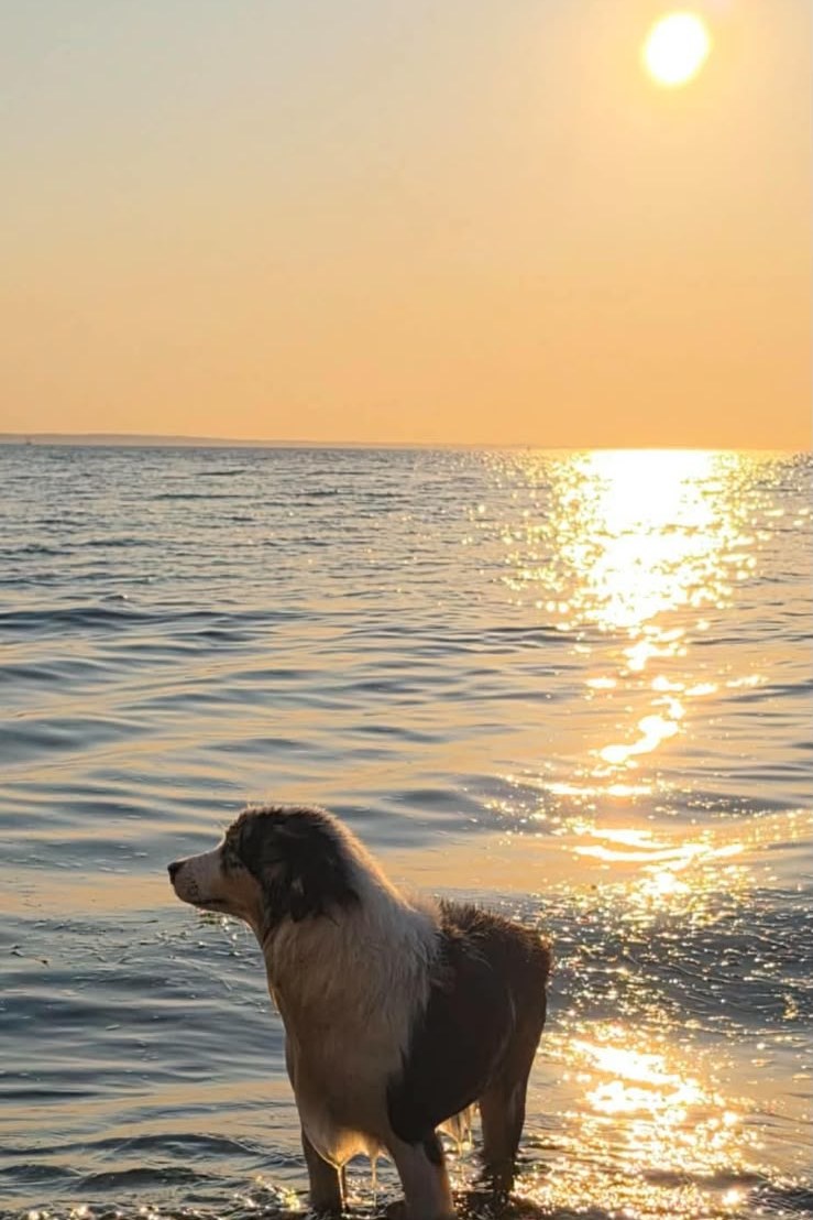 Rivendell, a blue merle Miniature American Shepherd, standing in the water at sunset