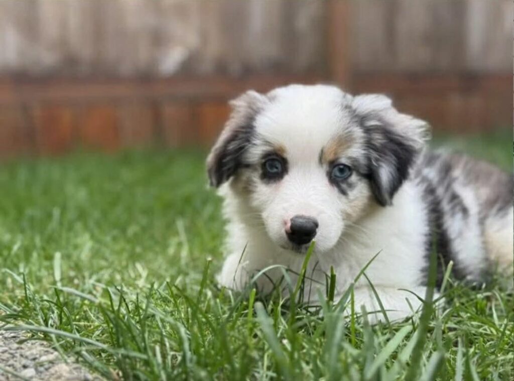 Rivendell as a puppy, lying in the grass and looking at the camera