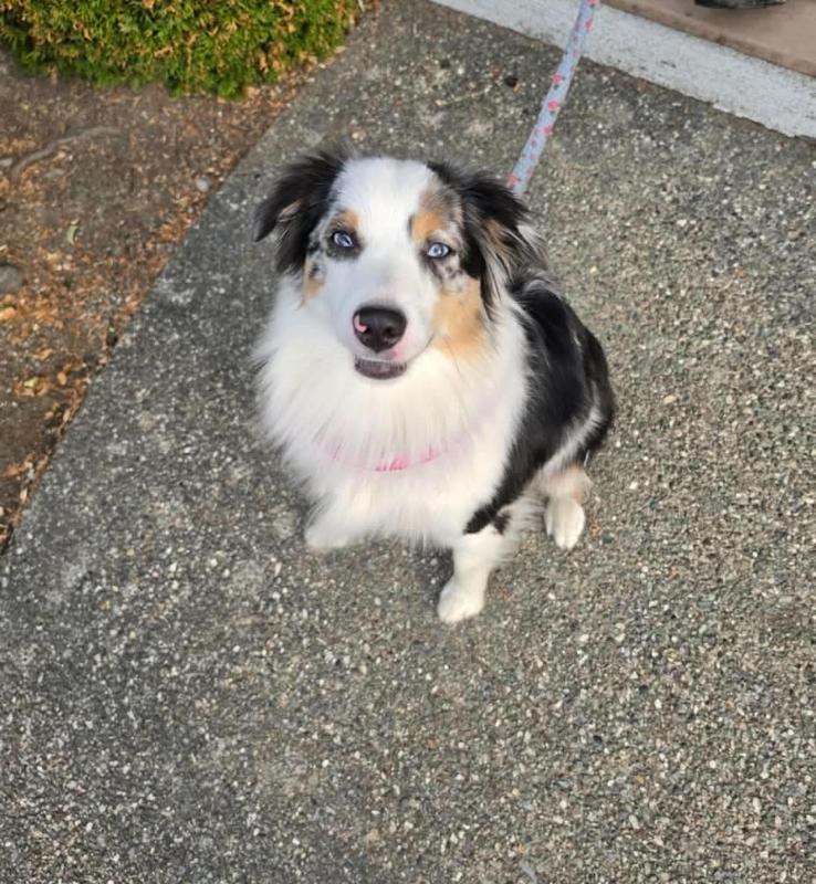 Rivendell sitting on the walk on her leash, smiling up at the camera
