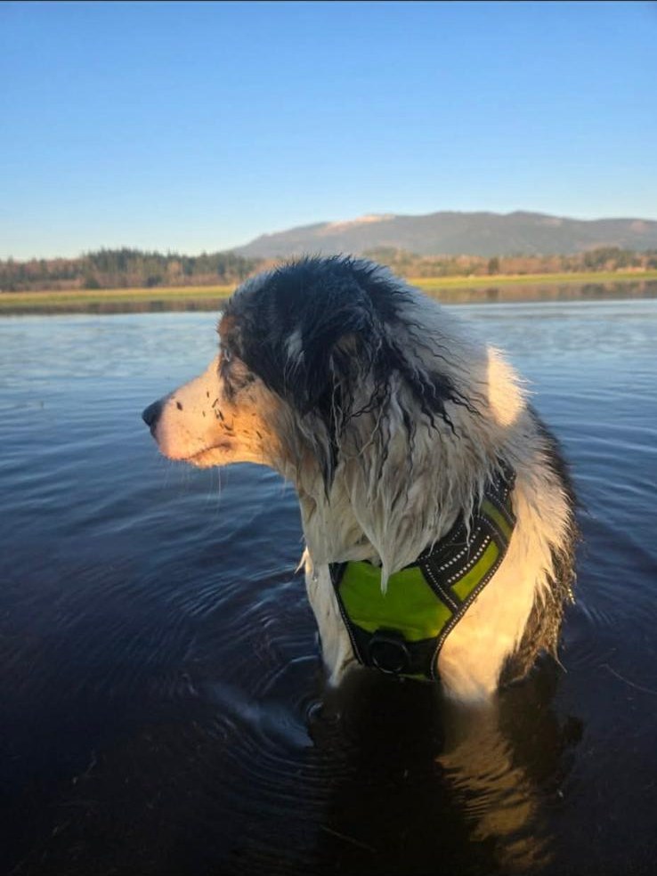 Rivendell standing in a lake in her harness, mountains behind her