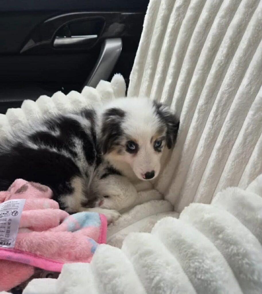 Rivendell as a puppy, curled up on a fluffy car seat