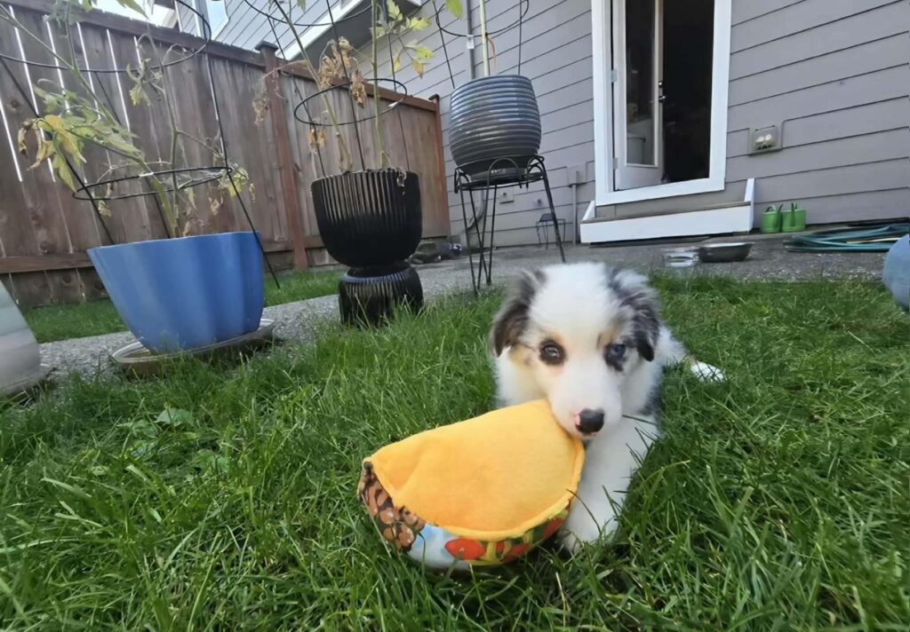 Rivendell as a puppy, lying in the grass with a taco toy
