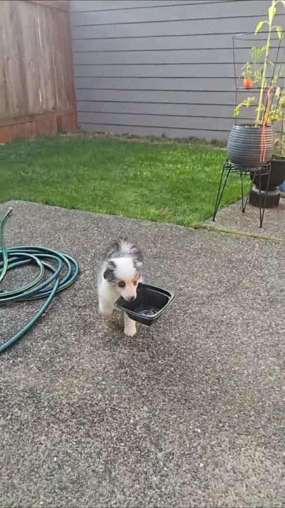 Rivendell as a puppy, carrying a bowl across the patio