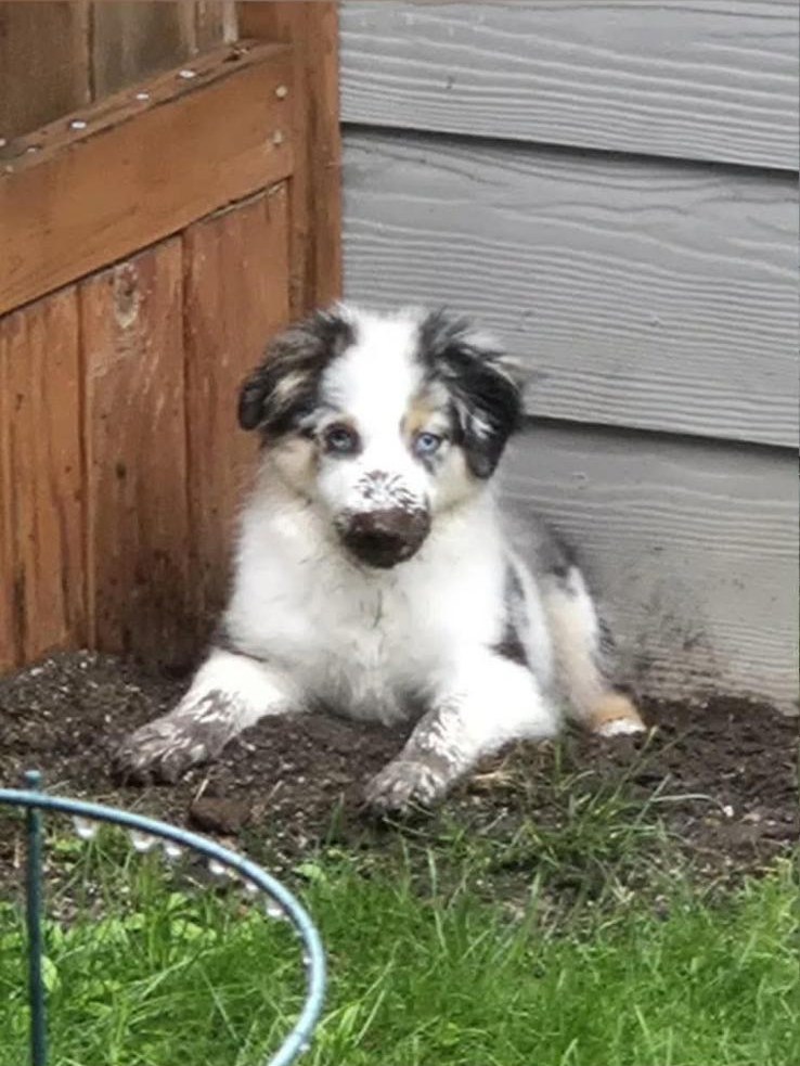 Rivendell as a puppy with a muddy nose, lying in fresh dirt by the fence