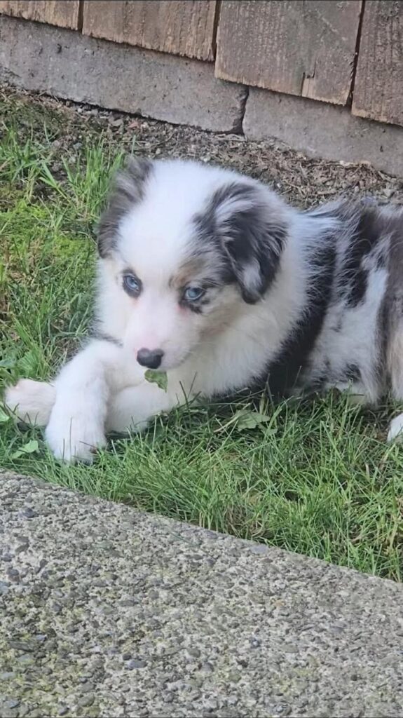 Rivendell as a puppy, chewing a leaf in the grass