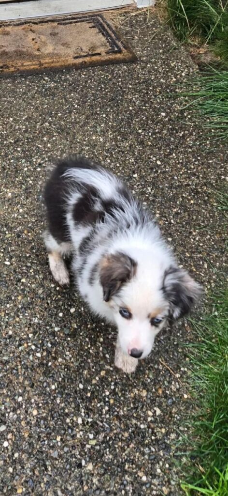 Rivendell as a puppy, trotting along the walkway