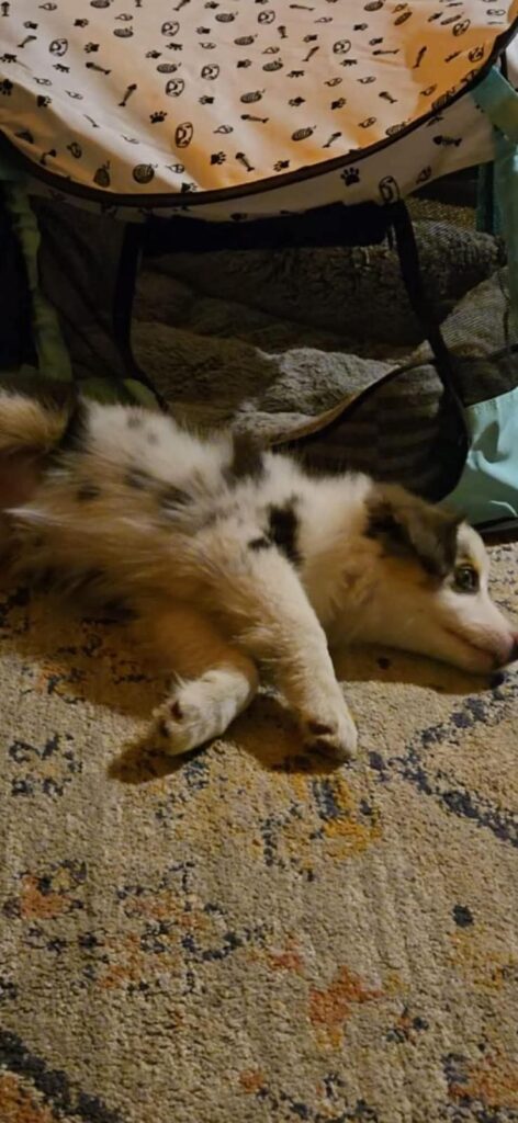 Rivendell stretched out on the rug, asleep