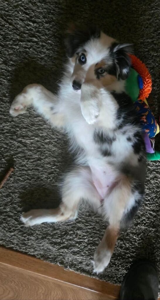 Rivendell as a puppy, lying on her back on the rug with her toys