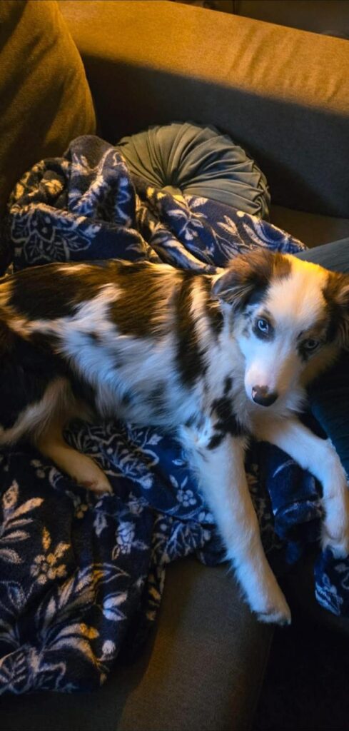 Rivendell lounging on the sofa on a blue blanket