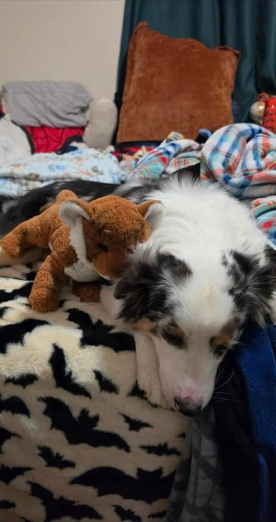Rivendell asleep on a blanket beside a stuffed fox