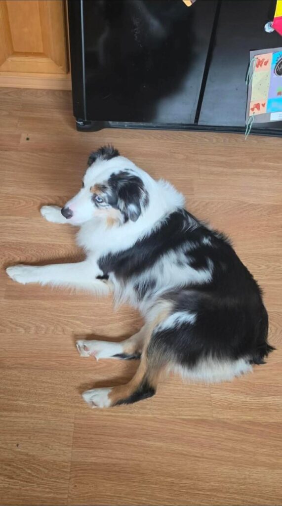 Rivendell lying on the kitchen floor, looking back over her shoulder