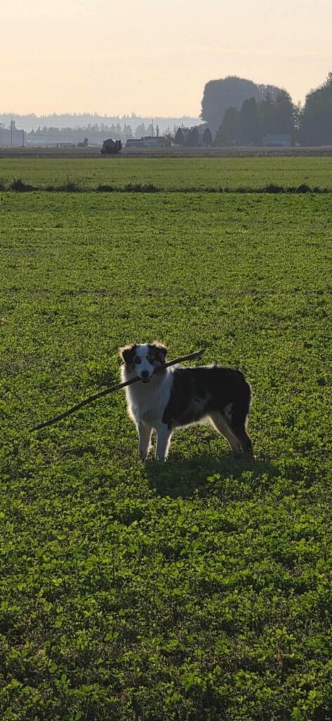 Rivendell standing in a green field with a long stick in her mouth