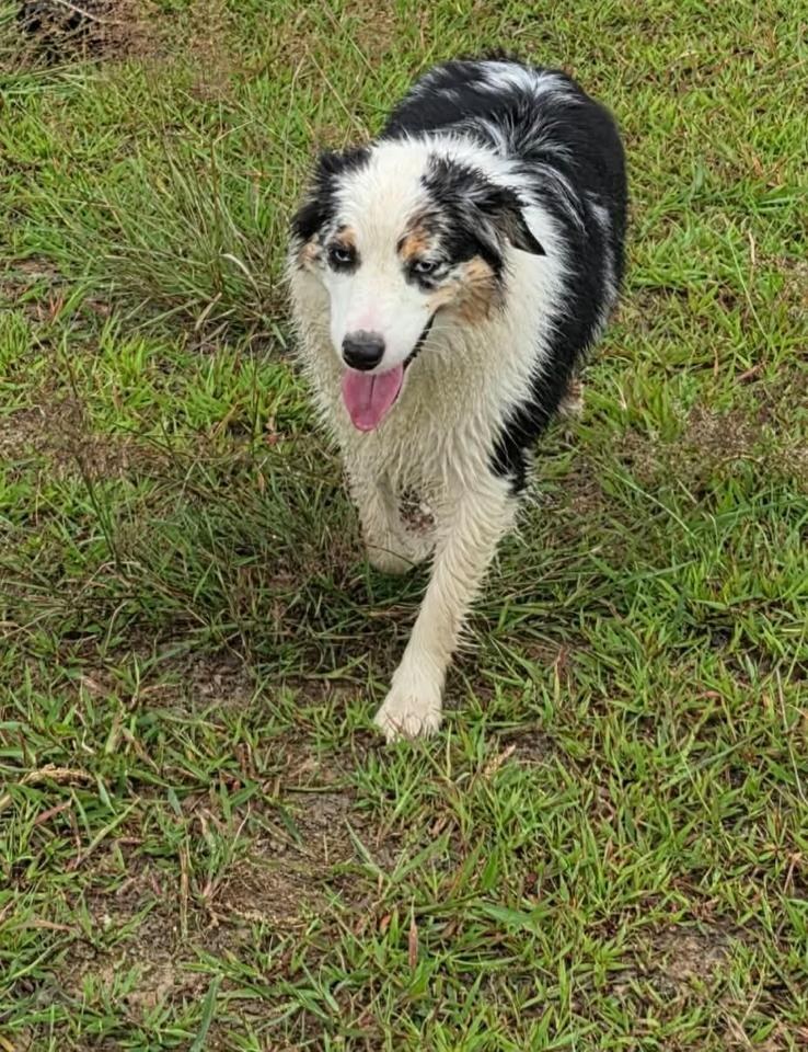 Rivendell trotting through the grass with her tongue out