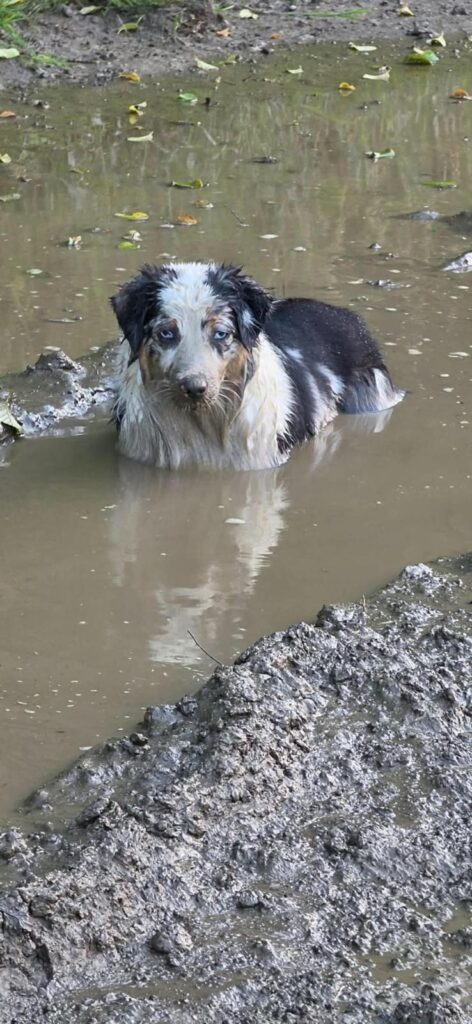 Rivendell sitting in a muddy puddle