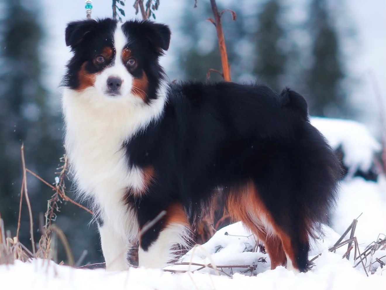 Fiona, a black tri Miniature American Shepherd, standing in the snow