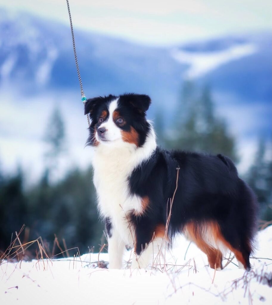 Fiona, a black tri Miniature American Shepherd, in the snow