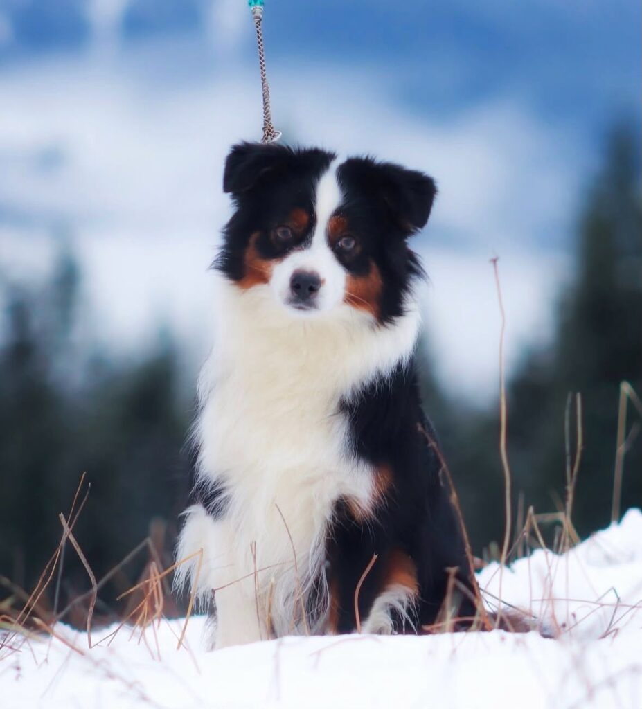 Fiona, a black tri Miniature American Shepherd, in the snow