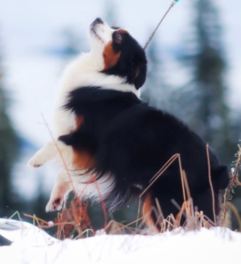 Fiona, a black tri Miniature American Shepherd, in the snow