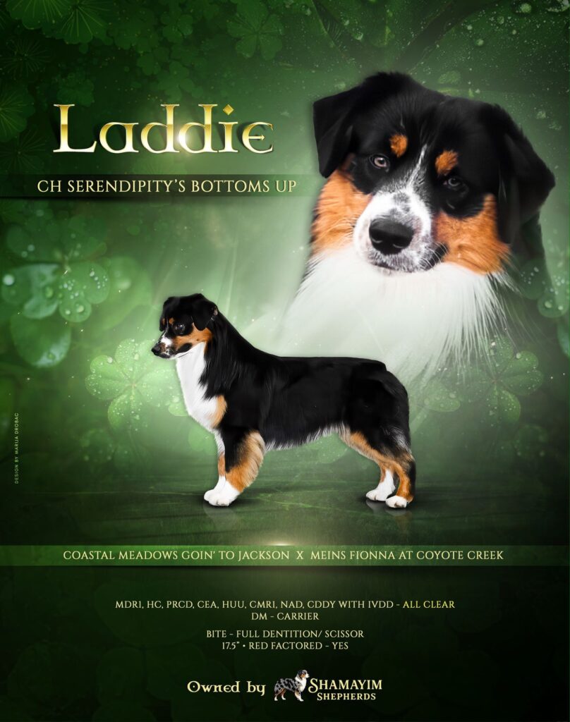 Laddie, CH Serendipity’s Bottoms Up, show graphic with his pedigree and health results