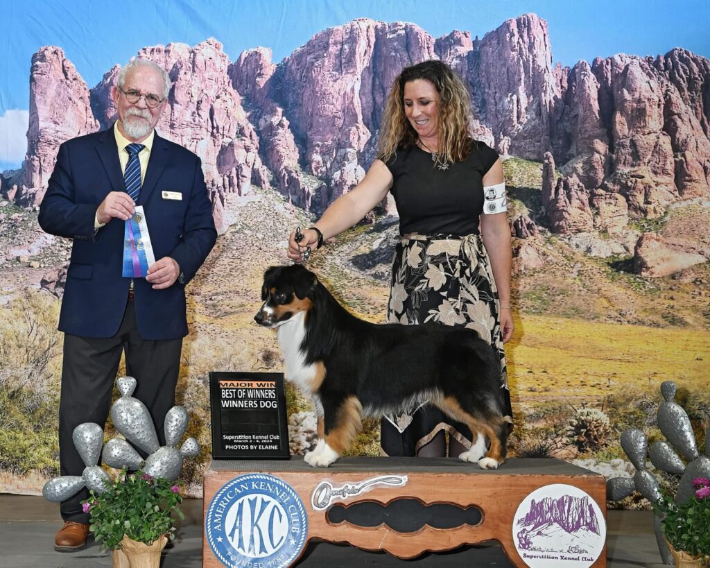 Laddie stacked on the table after going Winners Dog and Best of Winners at Superstition Kennel Club, March 2024