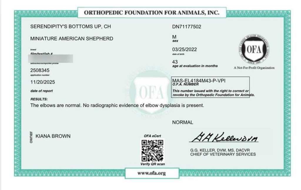 OFA elbow certificate for Serendipity’s Bottoms Up: Normal