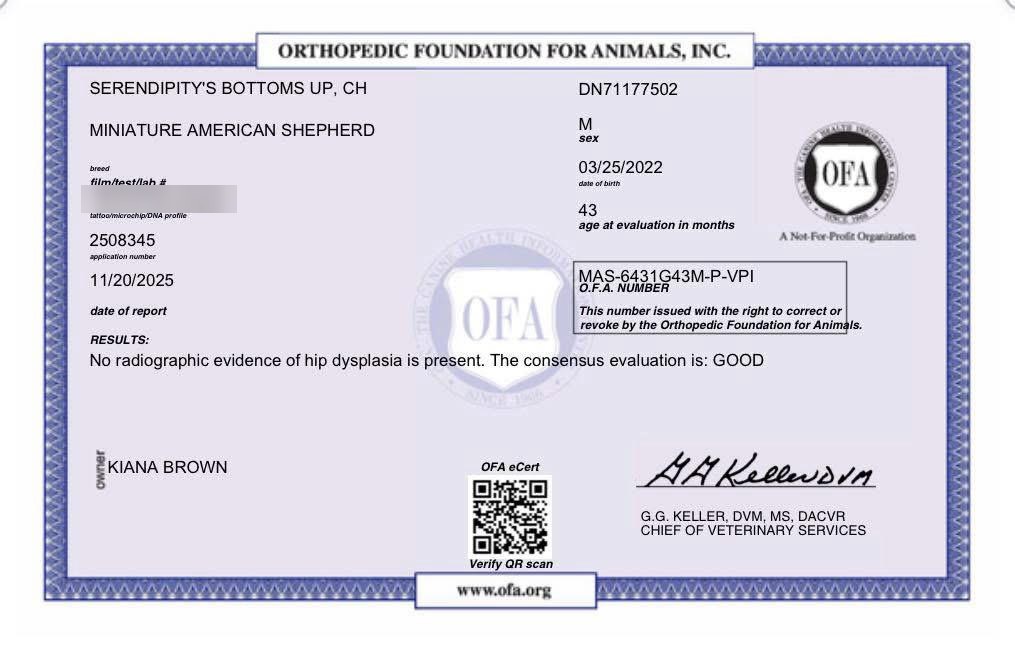 OFA hip certificate for Serendipity’s Bottoms Up: Good