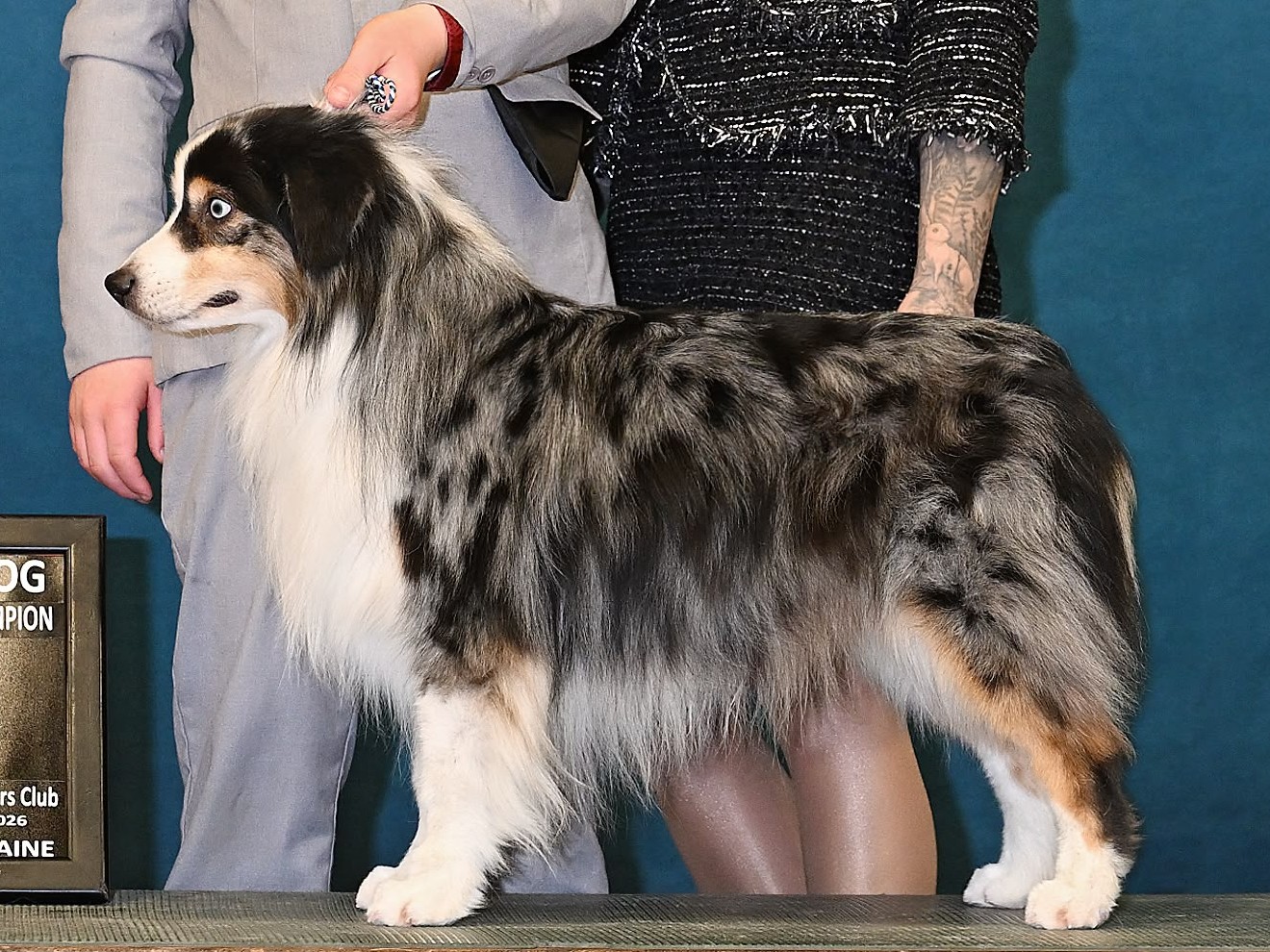 Lapis Lazuli with his Select Dog and new Grand Champion ribbons, March 2026