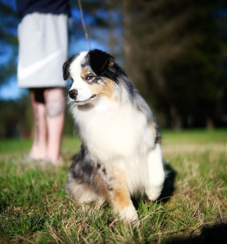 Sapphire, a blue merle Miniature American Shepherd, sitting in the grass