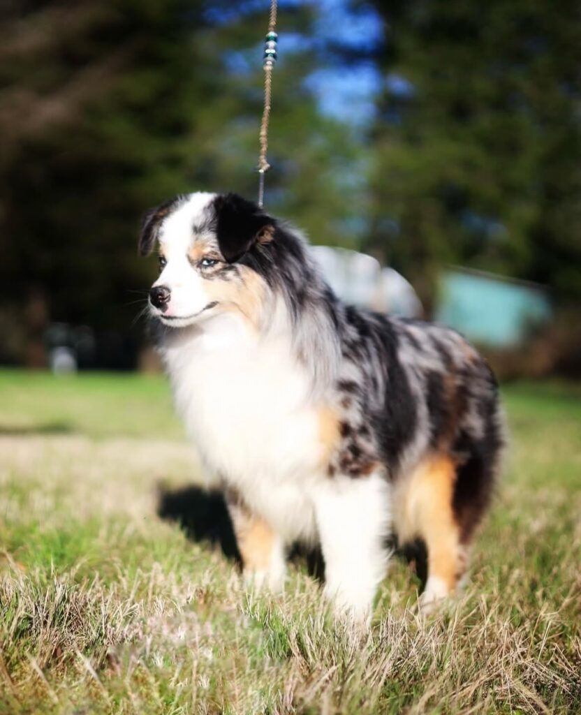 Sapphire standing in the grass in the sun