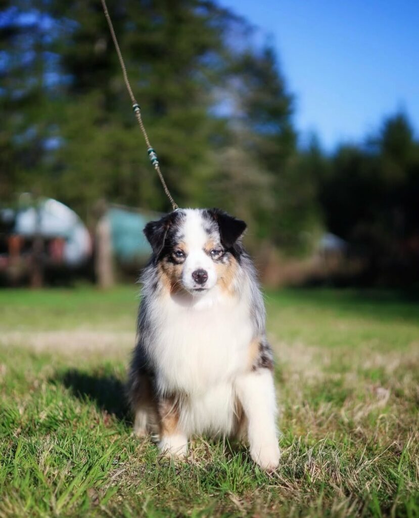 Sapphire sitting on a show lead in the field