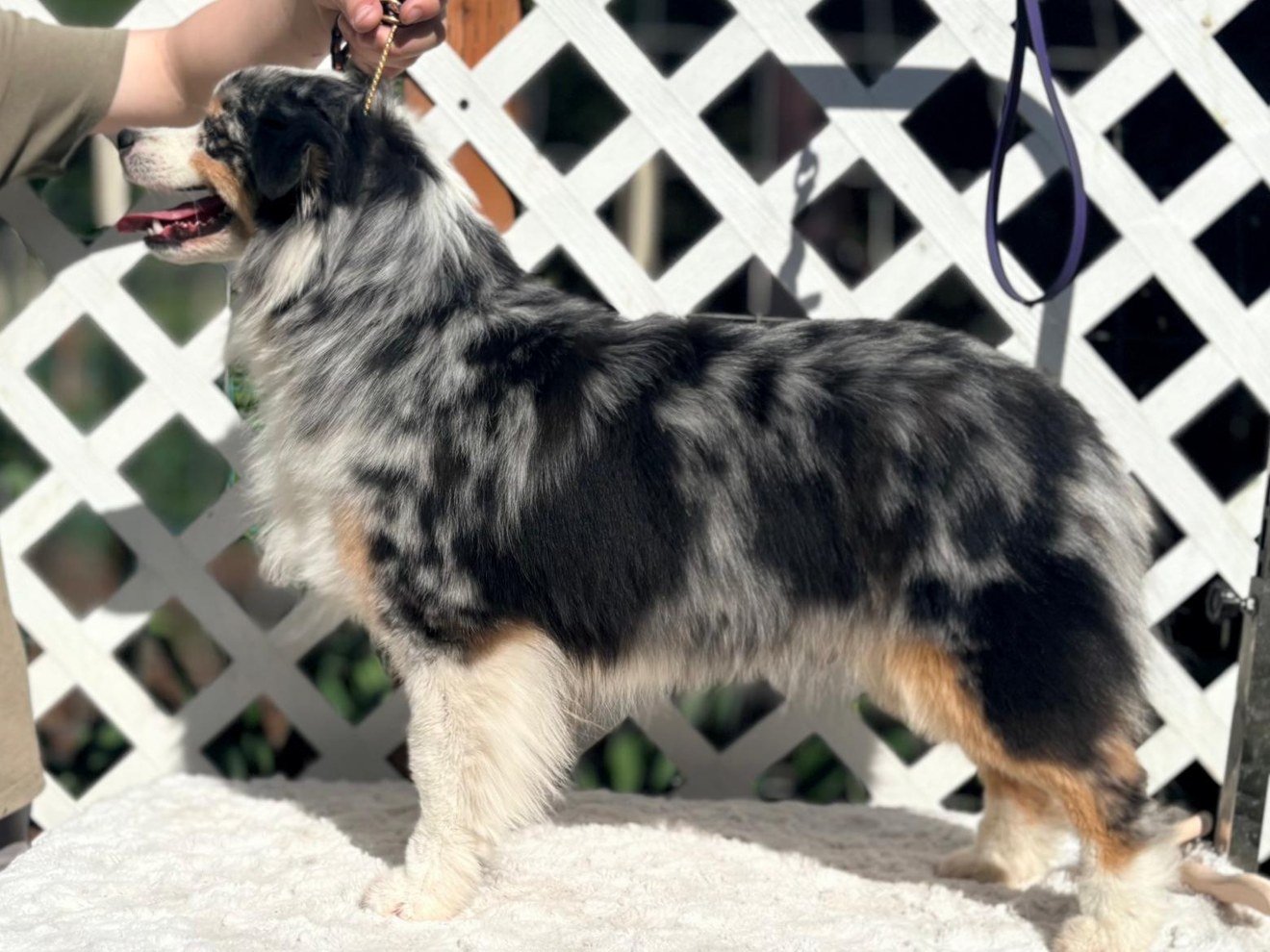 Sapphire, a blue merle Miniature American Shepherd, stacked on the grooming table