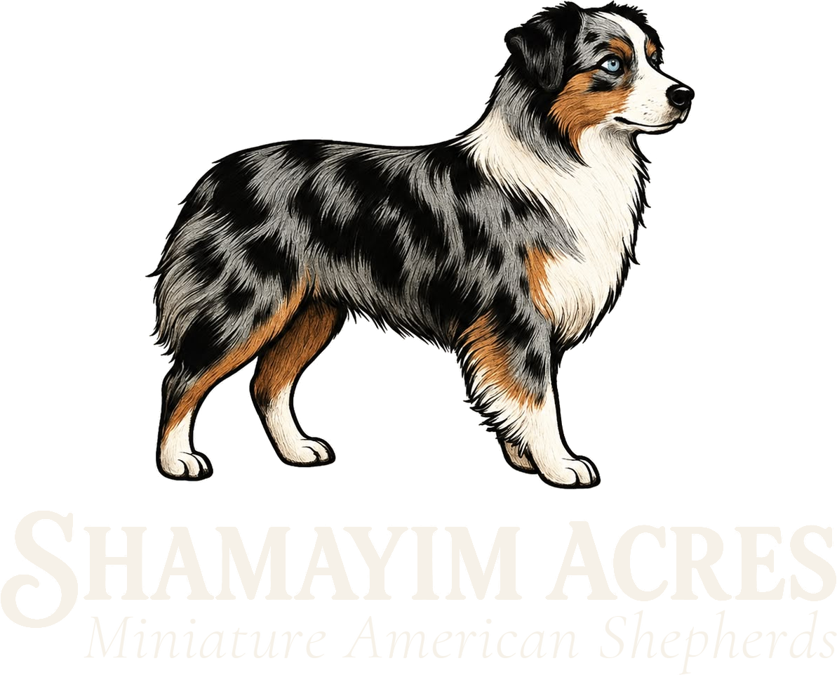 Shamayim Acres, Miniature American Shepherds