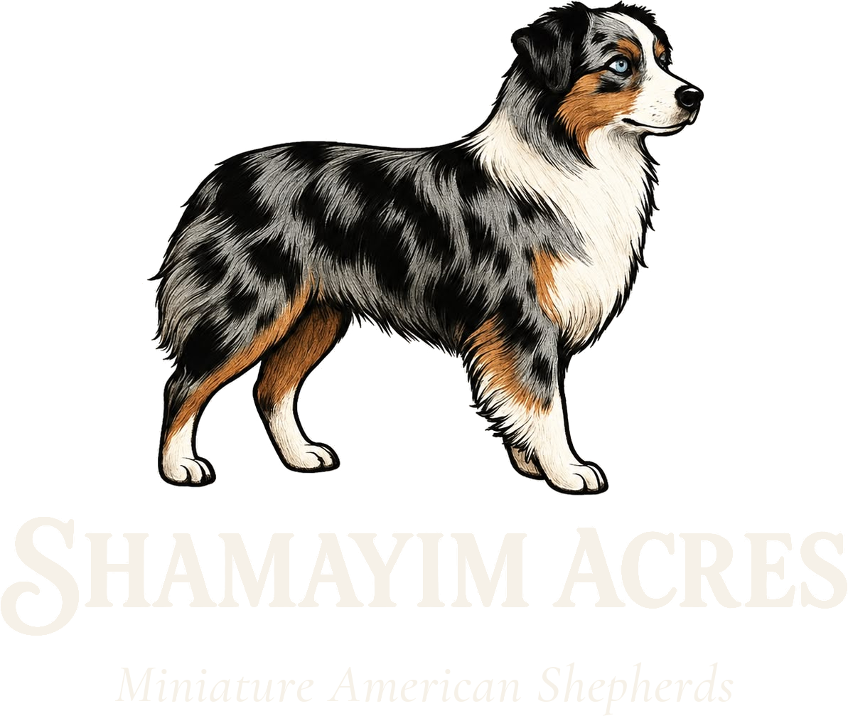 Shamayim Acres, Miniature American Shepherds