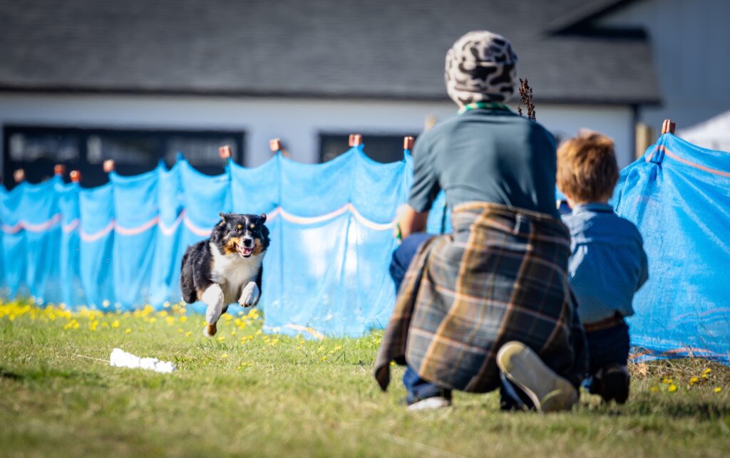Emerald in full stride beside a blue course fence, running toward two people crouched and waiting for her
